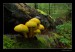 Mionsi houby zlute.jpg